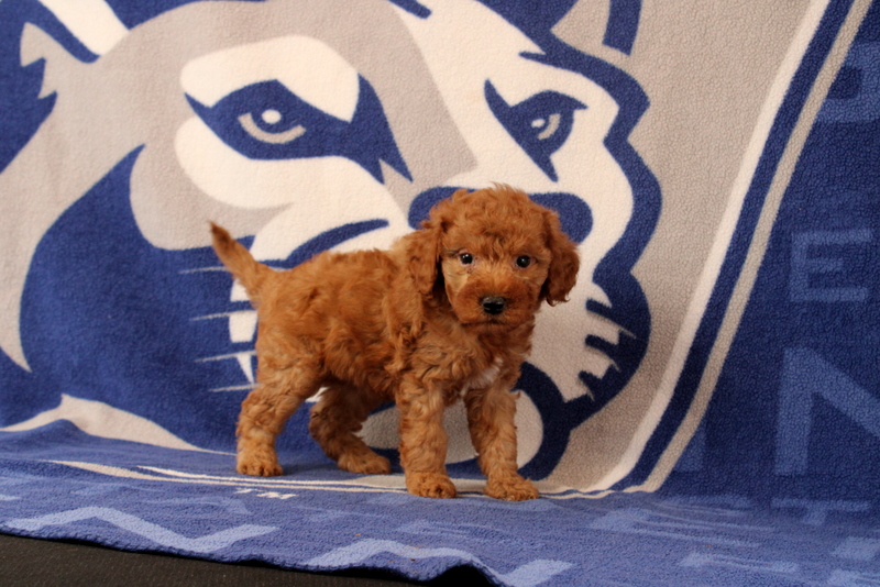 puppy, for, sale, Mini Goldendoodle F1B, Matthew B. Stoltzfus, dog, breeder, Gap, PA, dog-breeder, puppy-for-sale, forsale, nearby, find, puppyfind, locator, puppylocator, aca